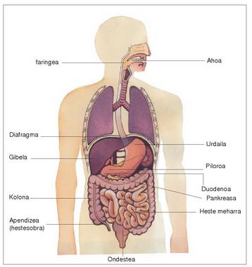 1. Irudia: Txegoste aparatuaren eskema.<br>
